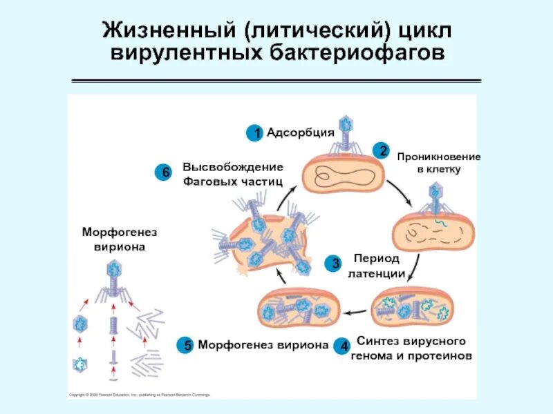 Жизненный цикл бактериофага схема. Жизненный цикл бактериофага лизогенный и литический. Литический цикл бактериофага. Цикл развития бактериофага. Этапы взаимодействия с клеткой