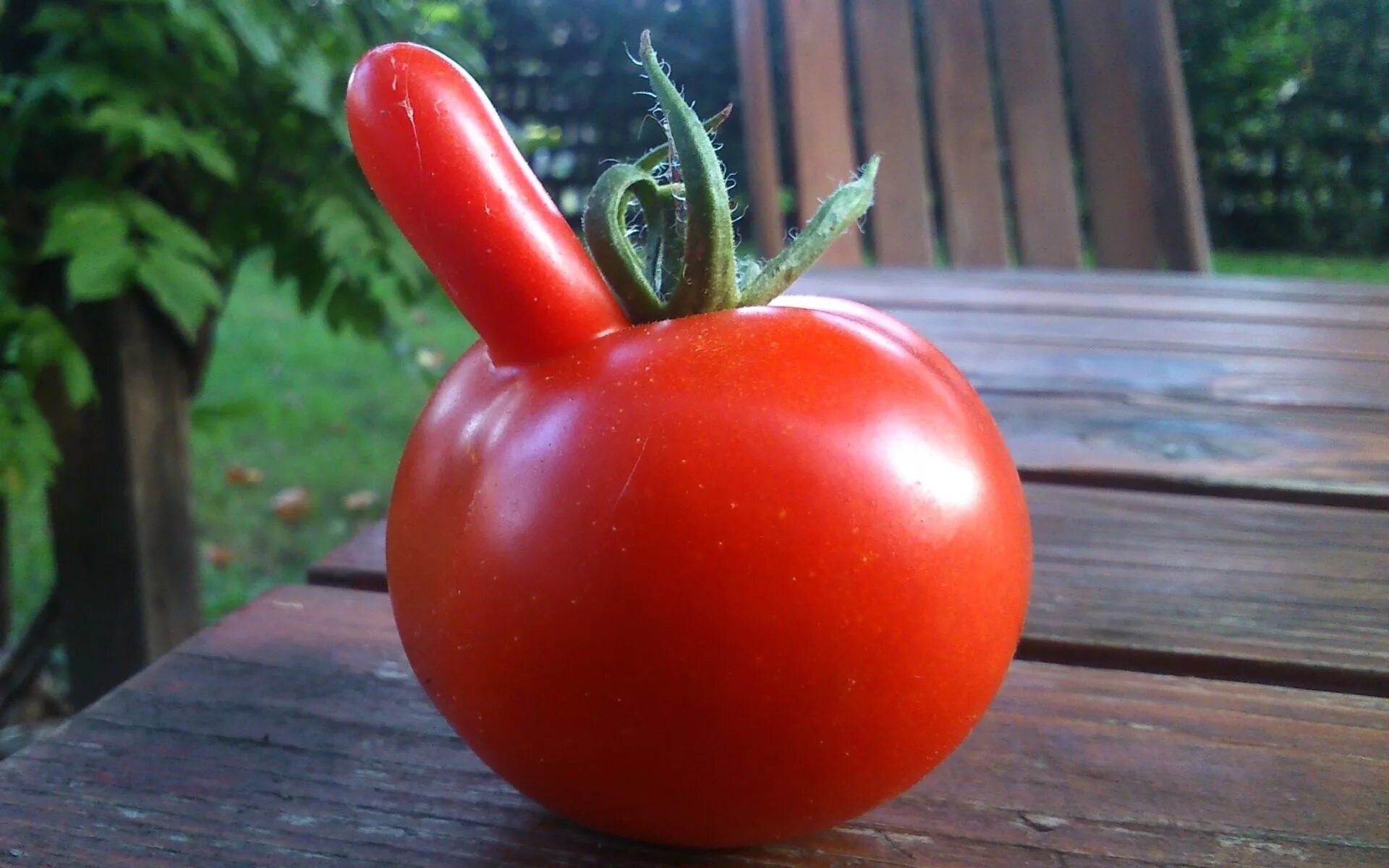 Просто помидор. Живой помидор. Помидоры аппетитные. Малосольные помидоры. Помидоры на тарелке.