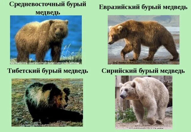 Евразийский бурый медведь. Животные Евразии. Евразия медведи. Интересные животные Евразии.
