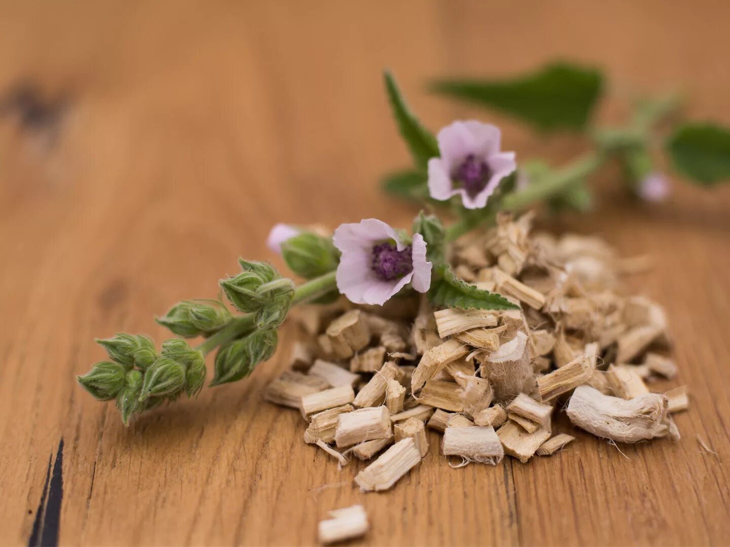 Алтей лекарственный (Althaea officinalis). Корни Алтея лекарственного. Алтей лекарственный корни. Алтей лекарственный сырье.