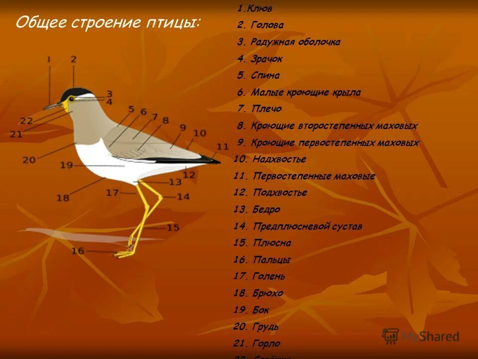 Класс птицы вариант 2. Надхвостье у птиц. плюсна в строении у птиц это. строение теплокровных птиц.. строение птицы на английском.