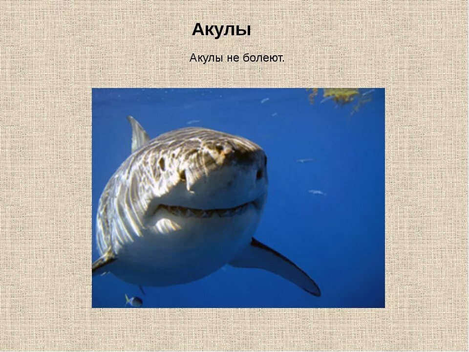 Самое интересное про акул. Интересные факты о акулах. интересные акулы. класс акулы. интересное об акулах детям.