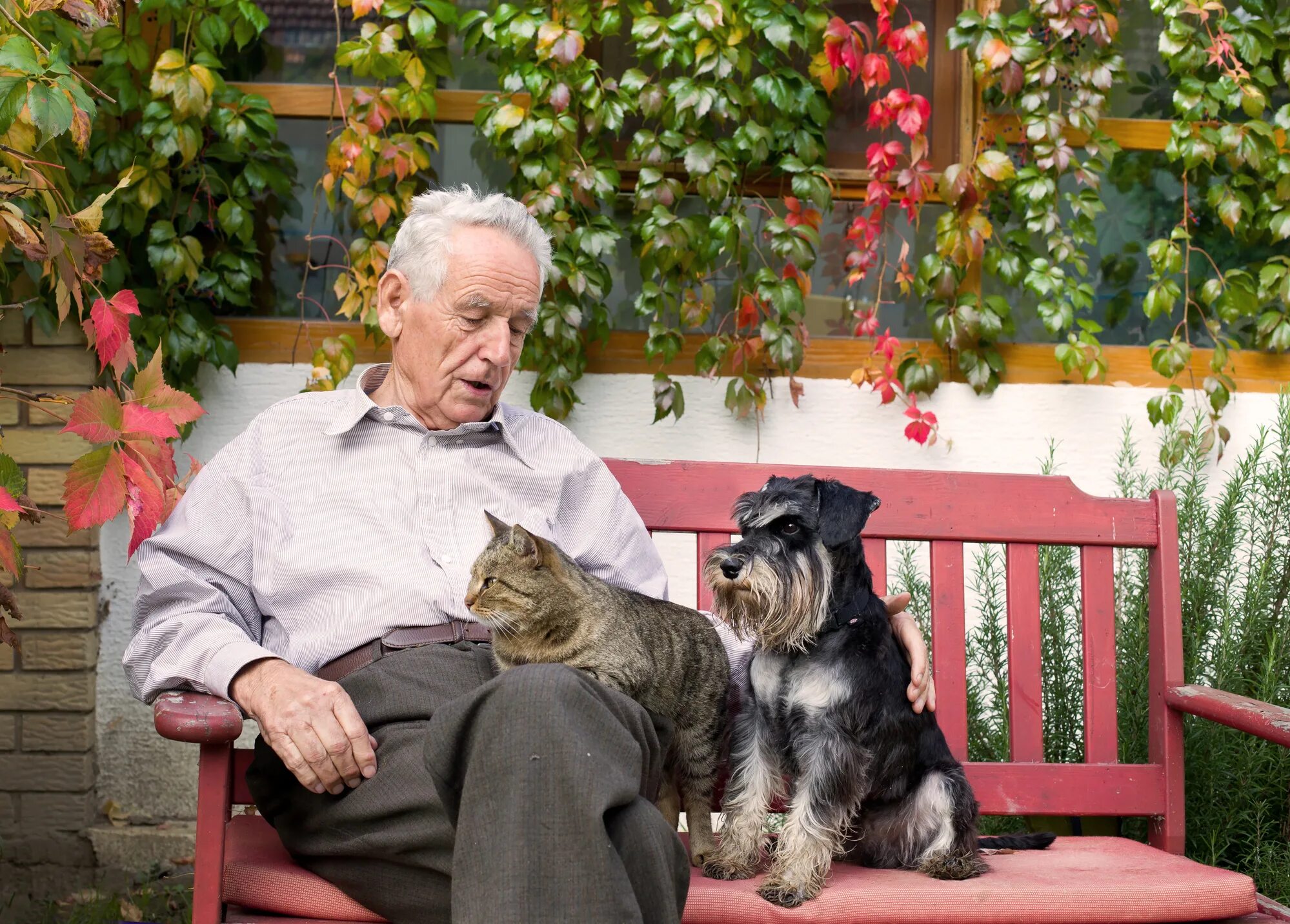 Пожилые люди и животные. Пожилой человек с собакой. Пожилые люди с кошкой. Тем временем пожилой хозяин