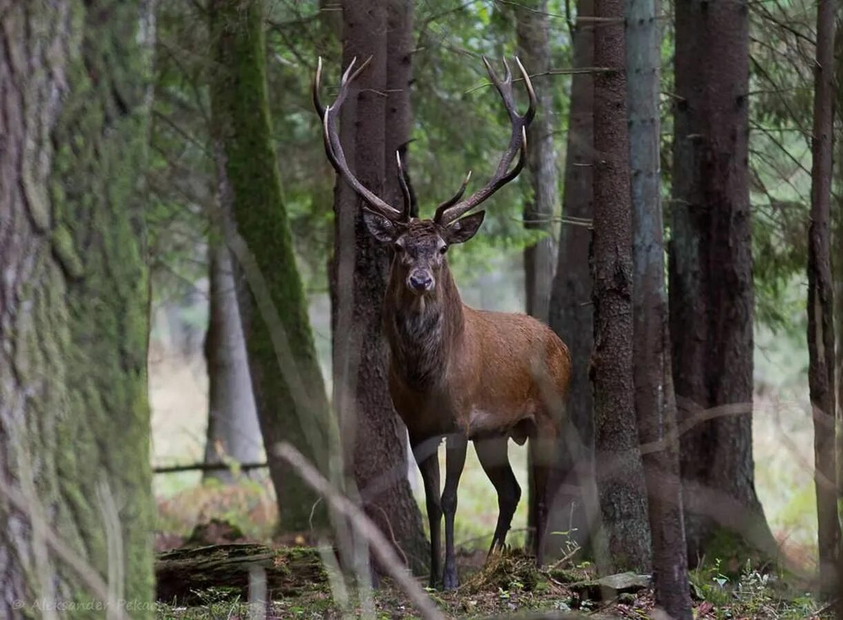 Беловежская пуща зубры заповедник. Белоруссия природа беловежская пуща. Беловежская пуща. Белоруссия беловежская пуща. Белавежская пушча.