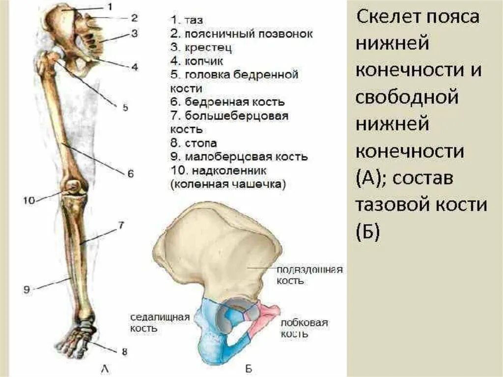 Скелет пояса нижних конечностей строение. Кости таза и нижних конечностей анатомия. Пояс нижних конечностей кости таза. Отделы скелета нижней конечности анатомия. Назовите указанные кости