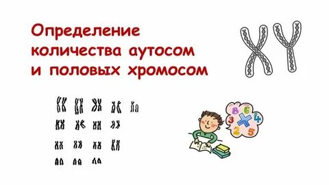 Сколько аутосом у человека