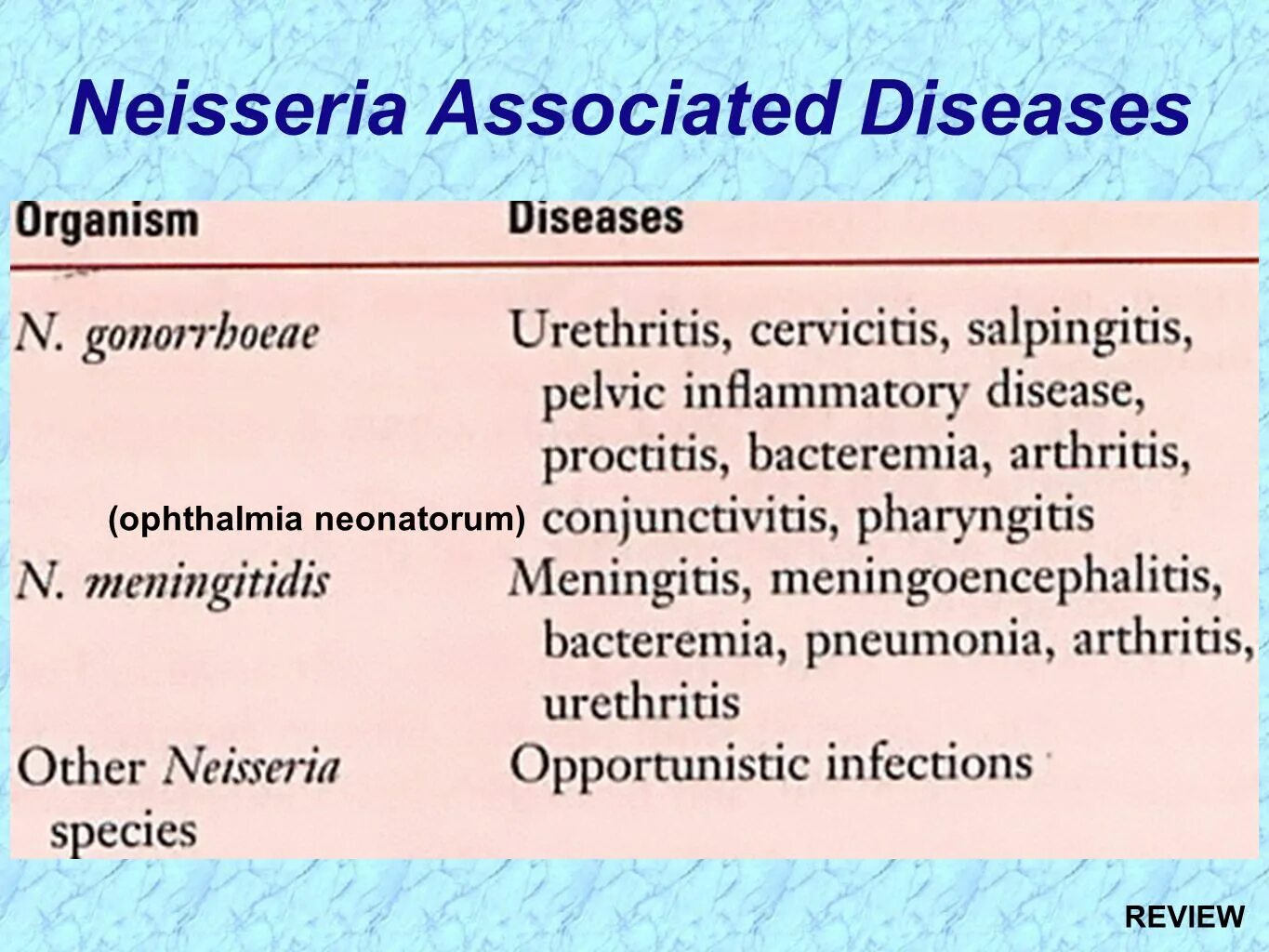 Neisseria таксономия. Нейссерии классификация. Нейссерия гонорея таксономия. Diseases associated