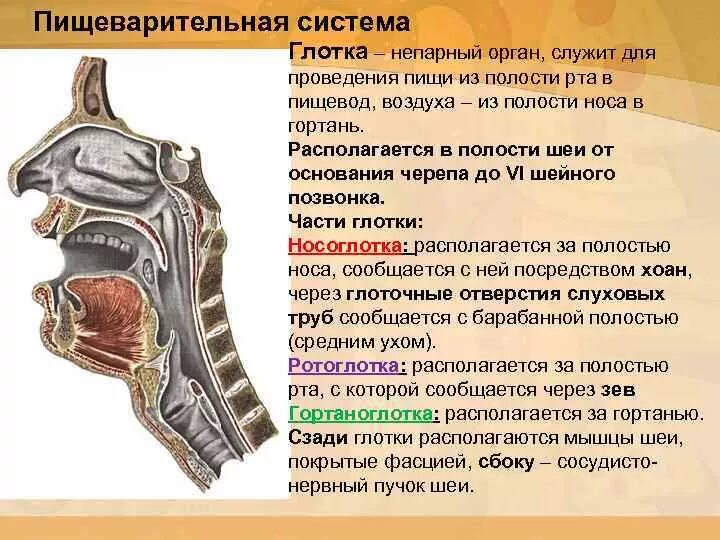 Особенности строения глотки и пищевода. Строение пищеварительной системы гортань. Дыхательная система глотка. Отделы глотки анатомия. Анатомия и физиология глотки.