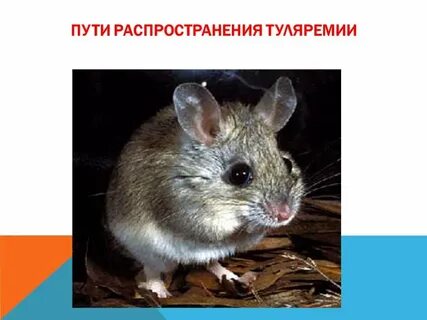 Сибирская язва туляремия переносчик