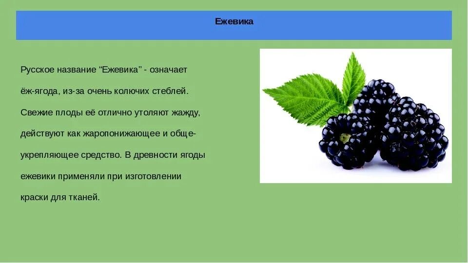Ежевика почему так называется. Рассказ про ежевику. ежевика презентация. ежевика описание. ежевика описание ягоды.