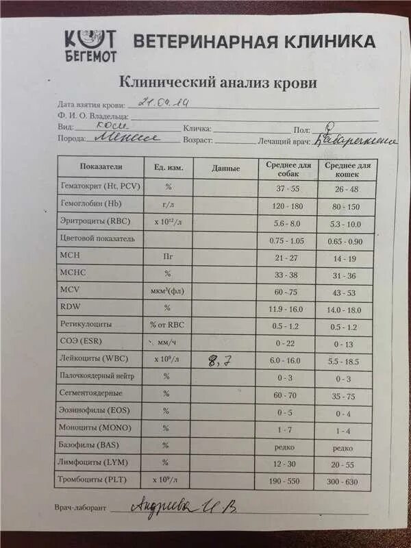 Какие анализы сдать перед кт. Бланк на общий анализ крови с нормами. Биохимия кошачьего анализа крови норма. Биохимия крови кошки норма. Биохимия крови собаки расшифровка.