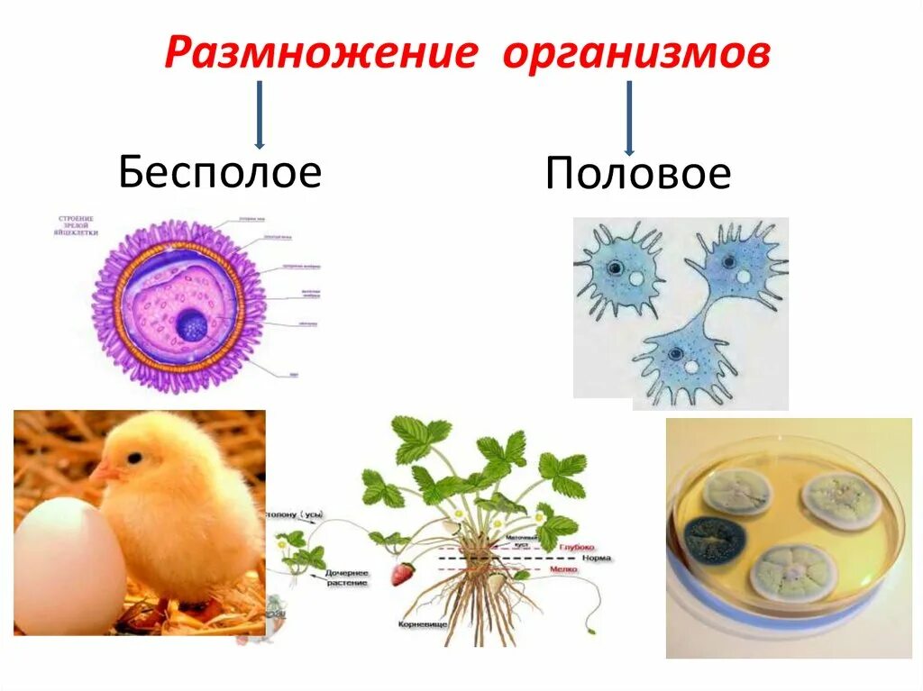 Размножение живых организмов примеры. Половое размножение биология 9. Типы размножения живых организмов. Бесполое размножение живых организмов. Примеры размножения живых организмов.