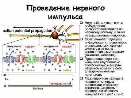 Нервные импульсы в органе слуха