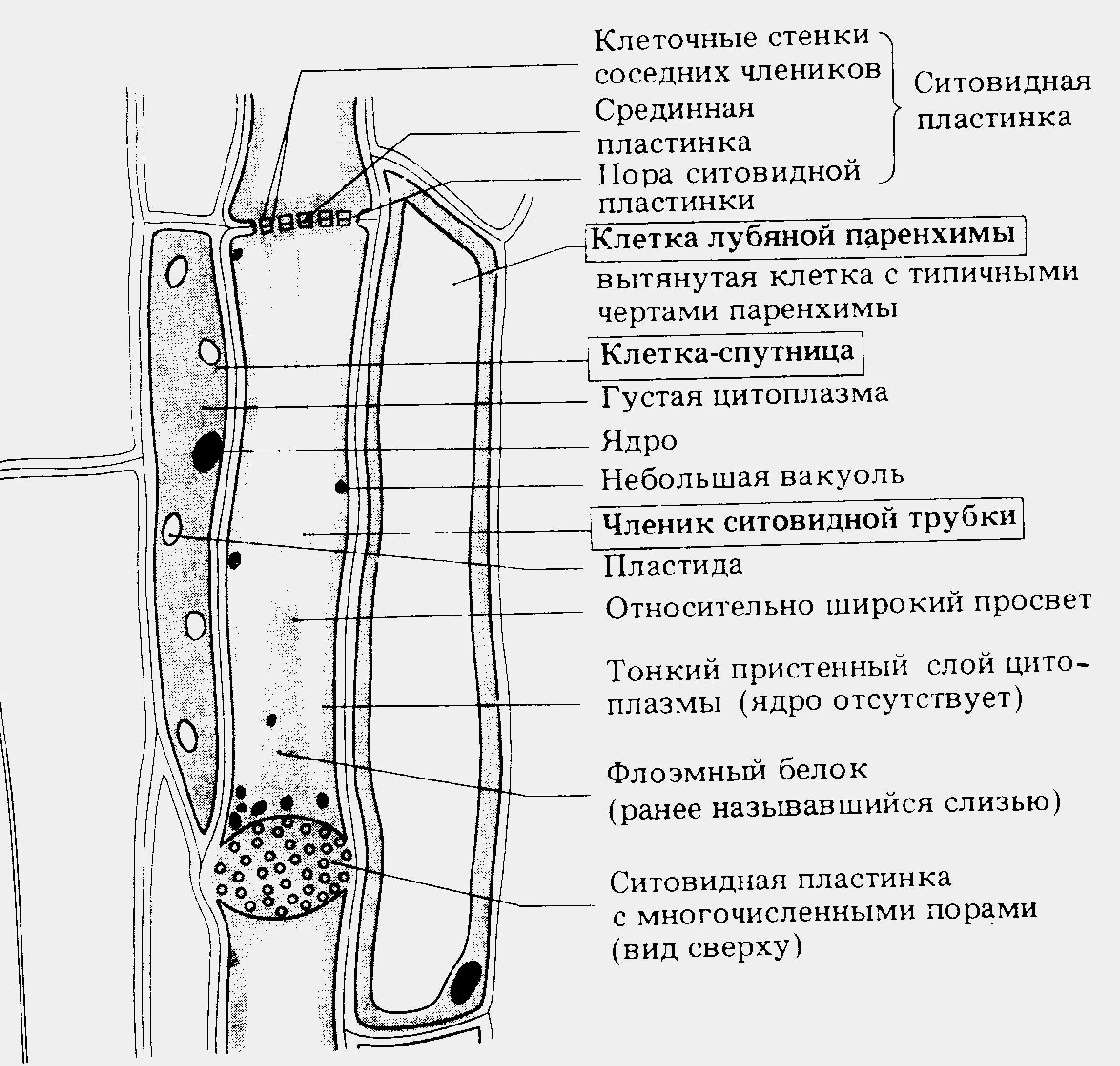 Ситовидная пластинка строение. Ситовидная пластинка флоэмы. Ситовидные трубки и клетки-спутницы. Ситовидные поля флоэмы. Клетки спутницы флоэмы