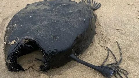 На больших глубинах обитают