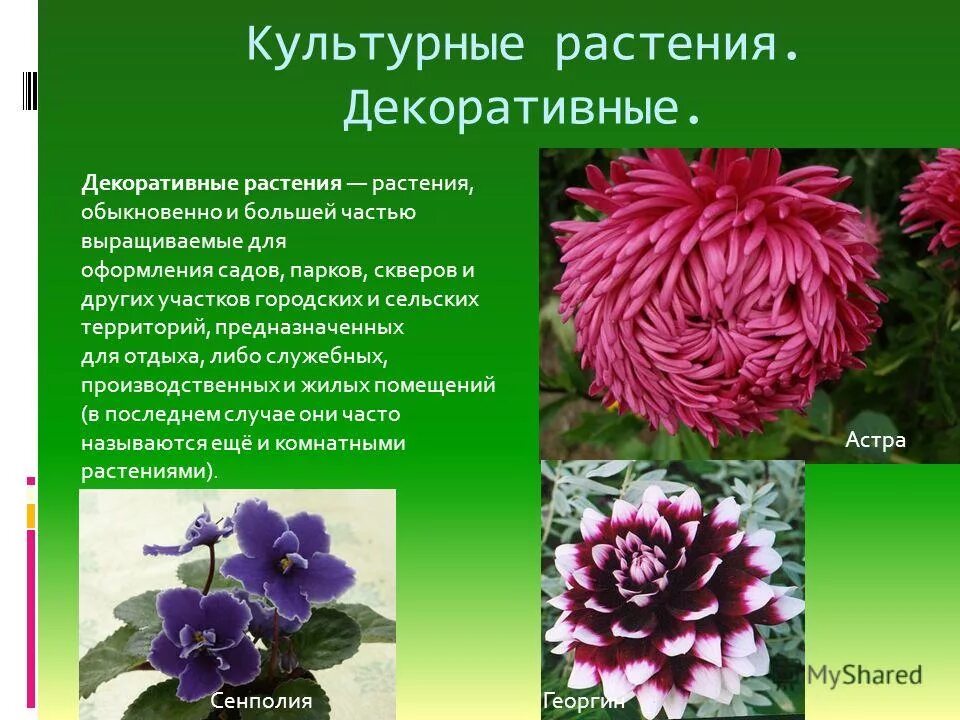 Декоративная культура растения. Декоративные культурные растения. декоративнынекультурные растения. культурные декларативные растения. декоративные культуры названия.