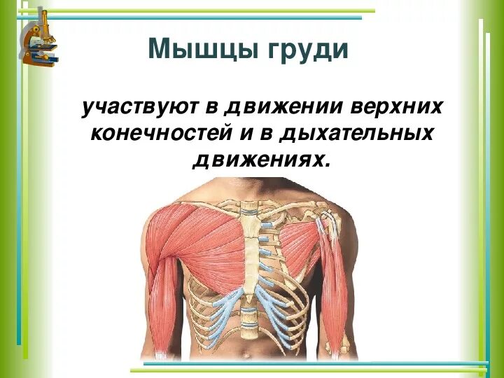 Работа и функции мышц. Мышцы презентация. Биология строение мышц. Строение мышц 8 класс биология. Мышцы человека 8 класс.