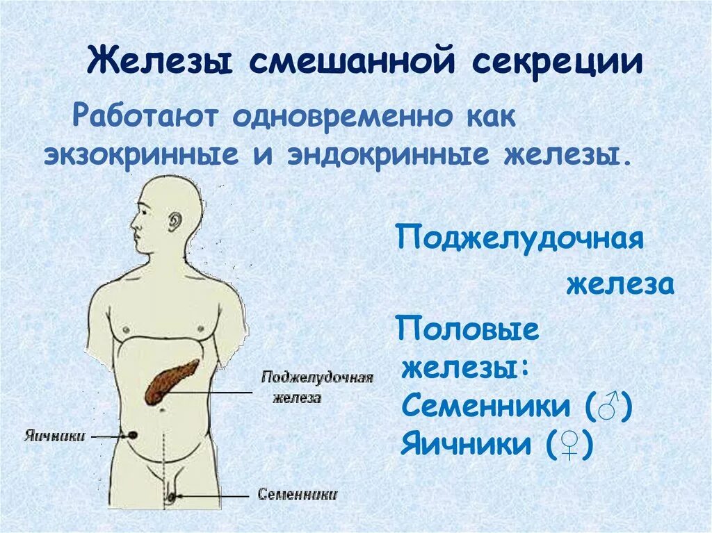 Придаточная железа у мужчин. Железы смешанной секреции таблица половые железы. Железа со смешанной функцией. Железы смешанной секреции. Железы ссашенной серекци.