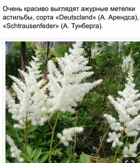 Растение названием бел