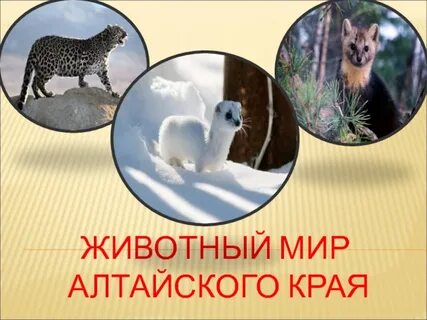 Красивые животные алтайского края