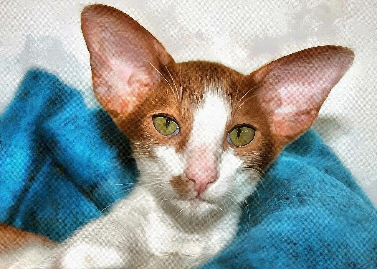 Ориентальная кошка. Ориентальная кошка циннамон. Ориентал Яванез рыжая. Ушастый кот порода Ориентал.