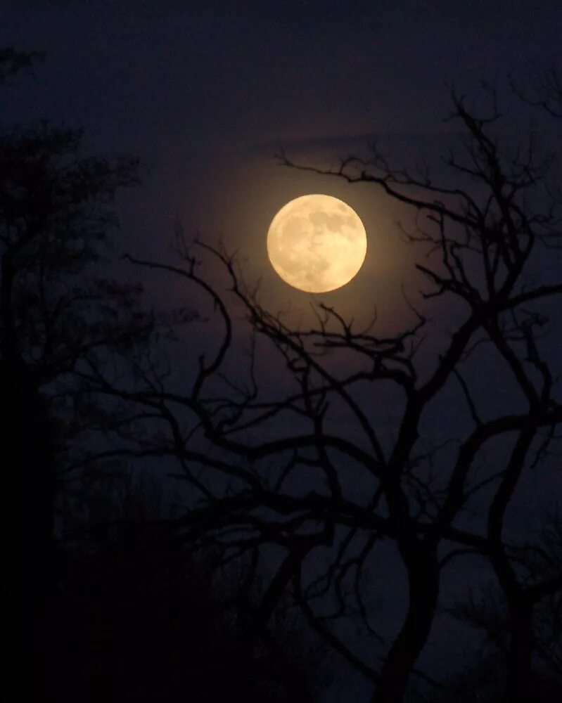 Дерево освещенное луной. Сумерки полнолуние. Сумерки ночь. Луна за деревьями. Полнолуние за деревом.
