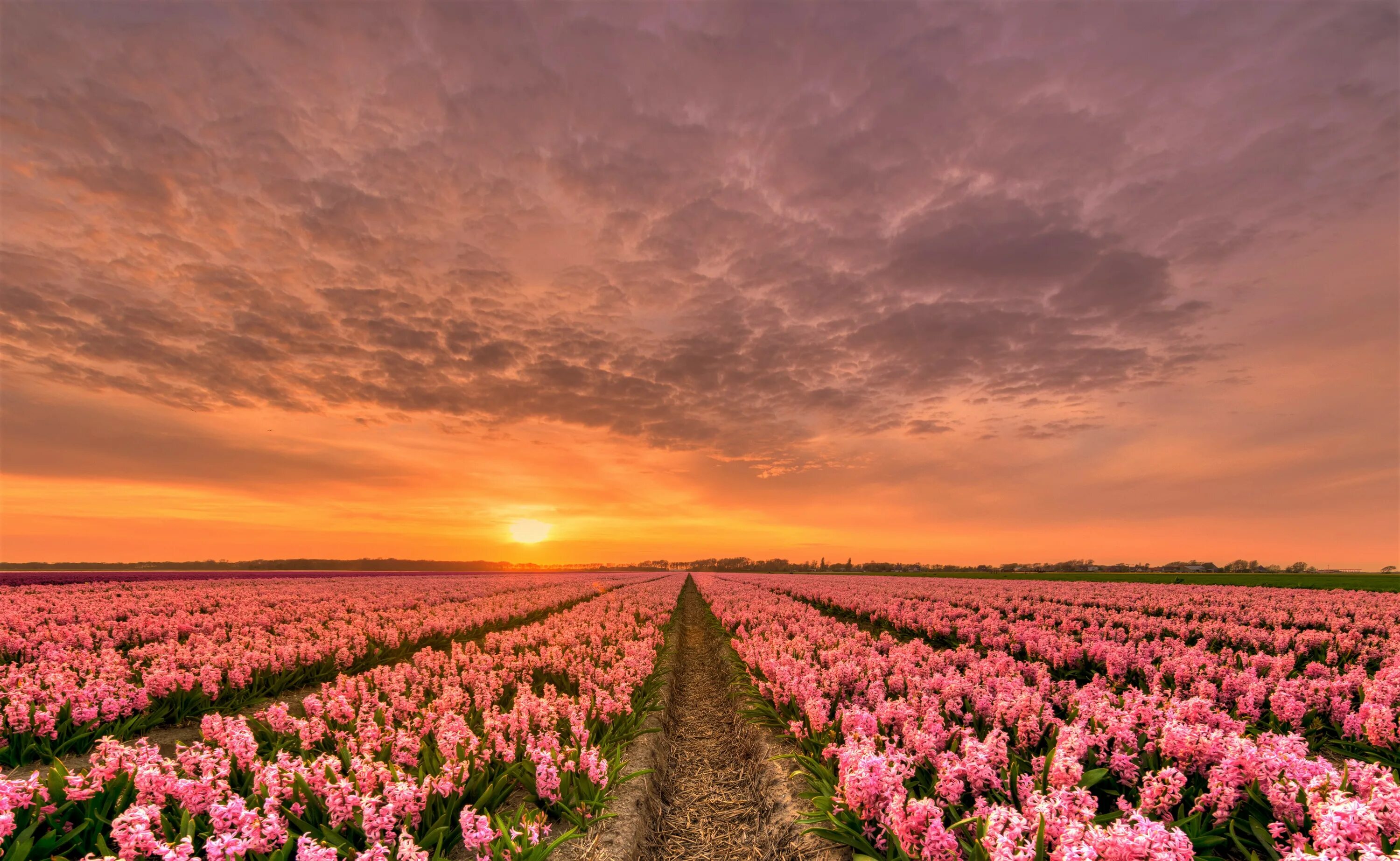 Flower sunset. Тюльпановое поле Голландия закат. Пионовые поля в Голландии. Кампо де Флорес. Красивое поле.