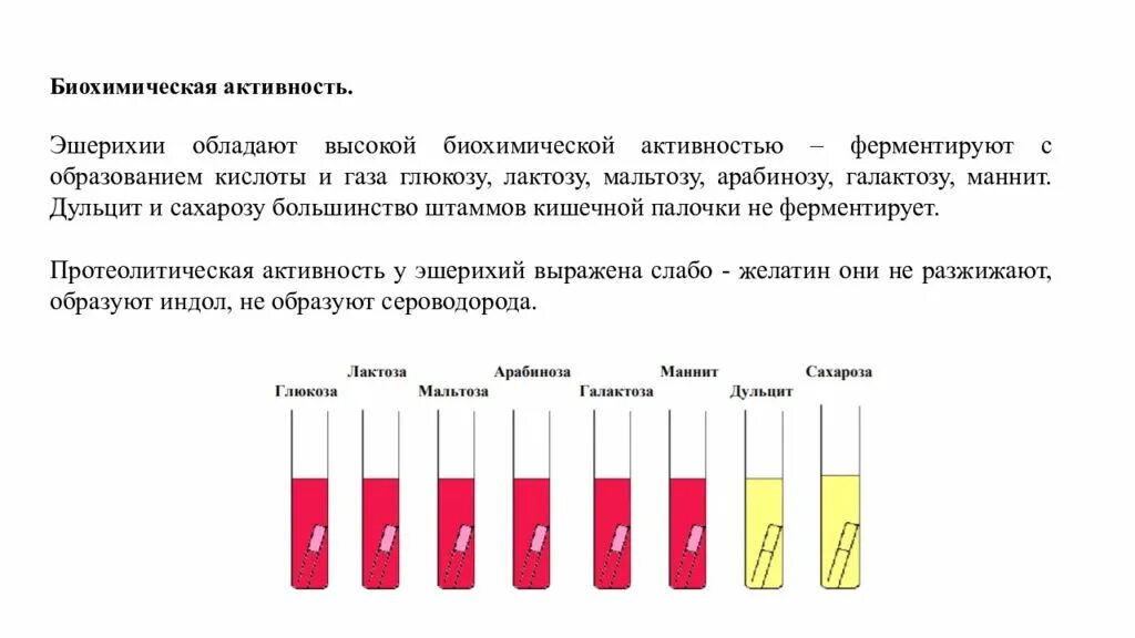 Ферментация лактозы. Ферментативная активность эшерихии коли. Пестрый ряд кишечной палочки микробиология. Эшерихия коли биохимические свойства. Эшерихии биохимические свойства.