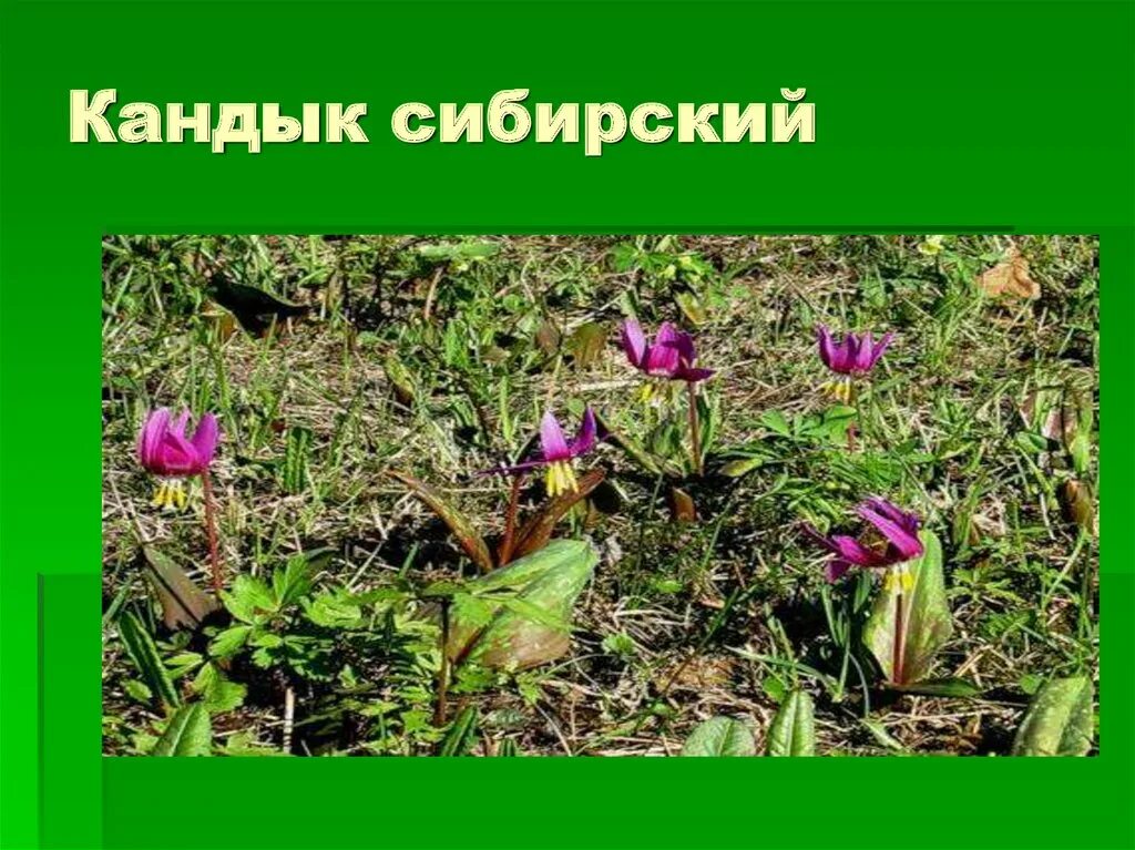 Красная книга сибирской области. Кандык Сибирский. Кандык Сибирский красная книга Кемеровской. Кандык красная книга. Венерин башмачок Кандык Сибирский.