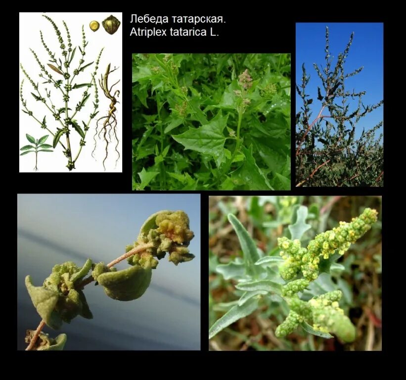 Https tatarica org. Atriplex tatarica. Лебеда Татарская. Atriplex prostrata. Лебеда скученнолистная.