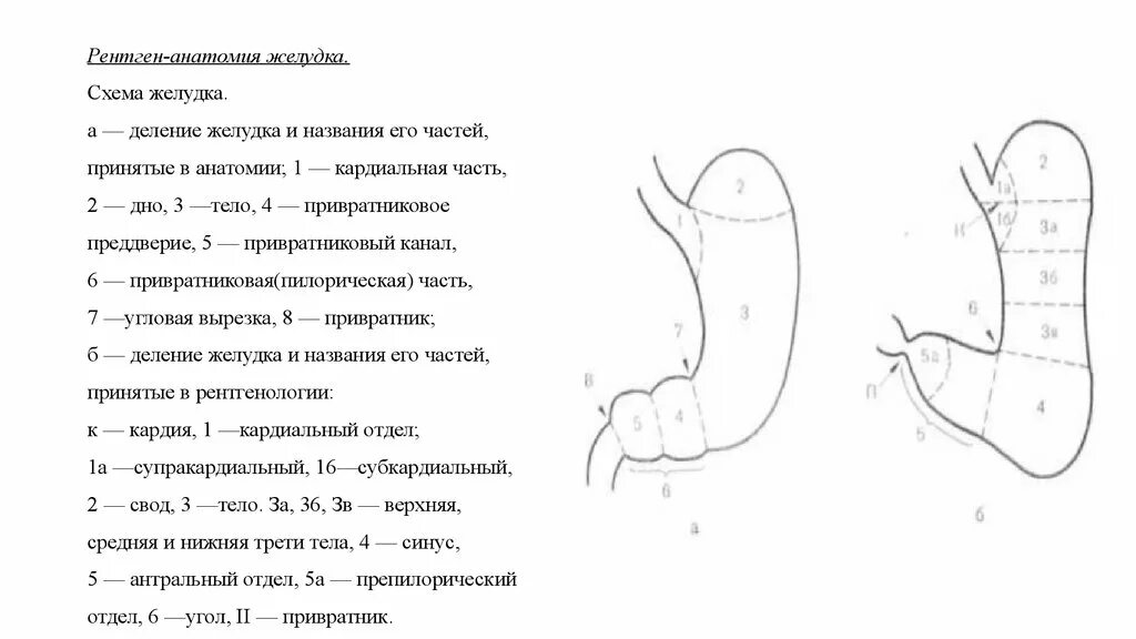 Нижняя часть желудка. Отделы желудка анатомия рентген. Схема анатомических отделов желудка. Рентгеноанатомия желудка схема. Кардиальная часть желудка ренгепнатомия.