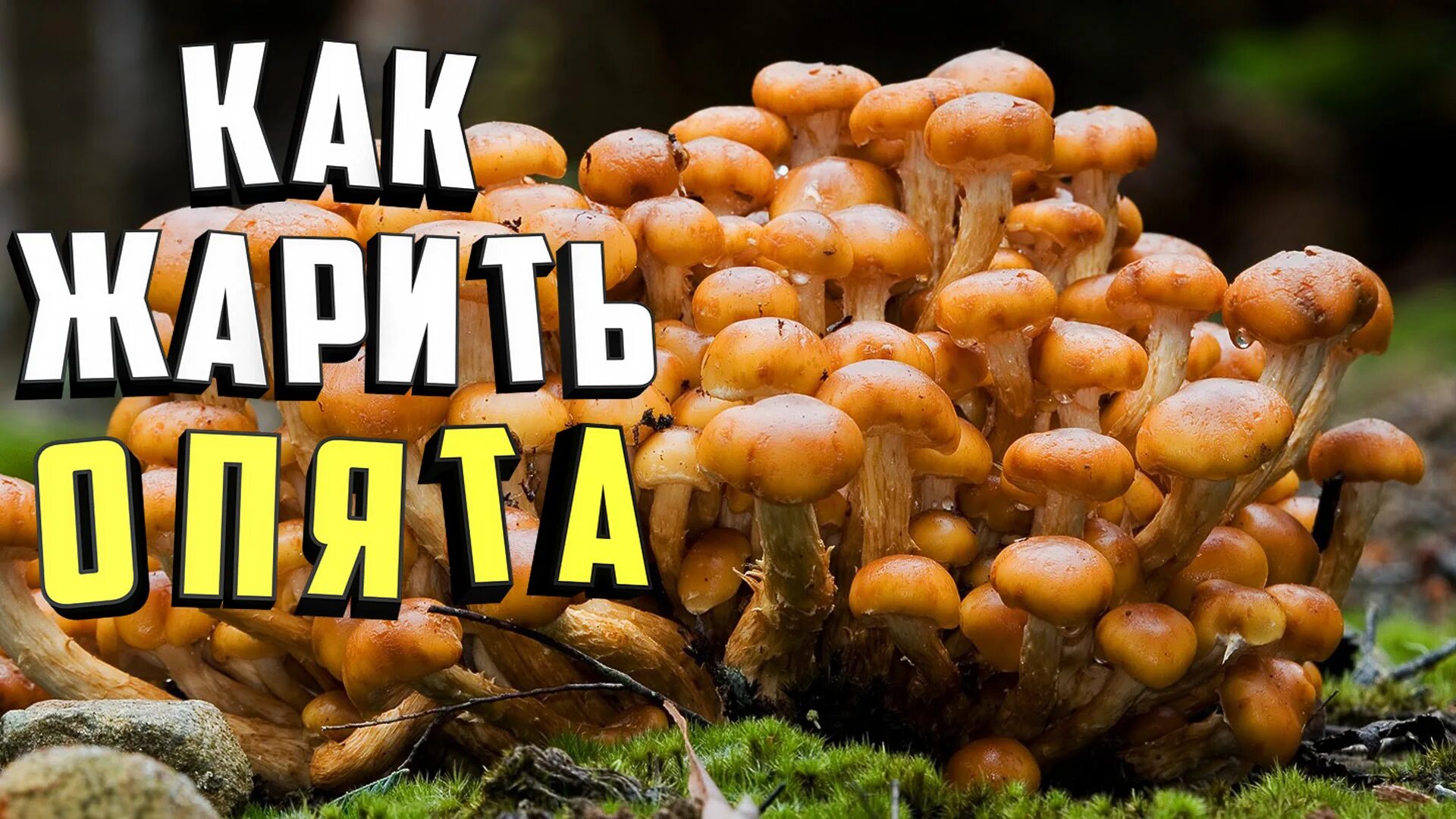 Время жарки опят. Опята в крыму. жареные опята. открытка грибы опята. опята свежие ~ 300г.
