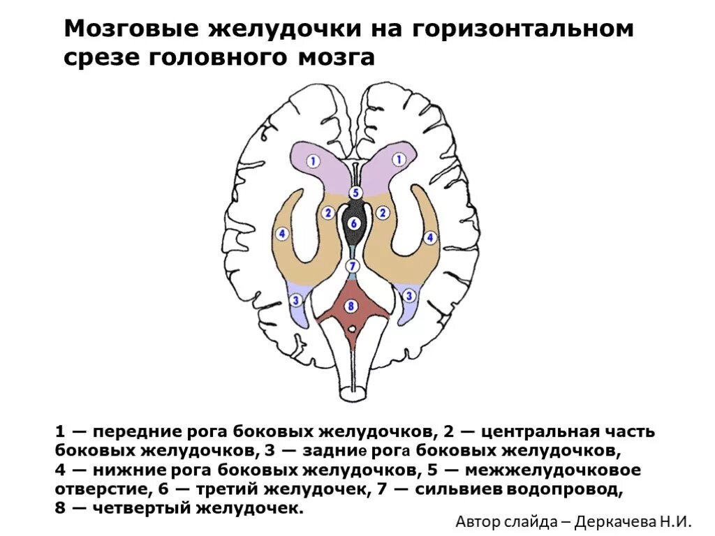 Желудочки головного мозга кт анатомия. Боковые желудочки мозга строение анатомия. Строение боковых желудочков мозга. Боковые желудочки анатомия кт.