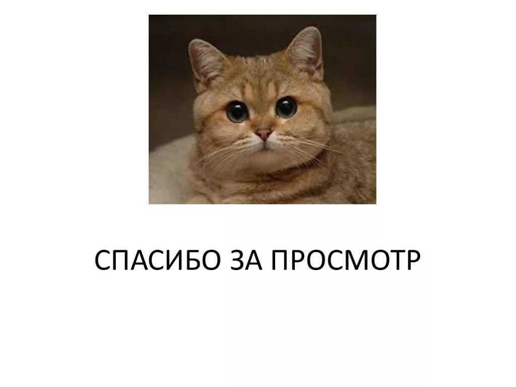 Понятно милый