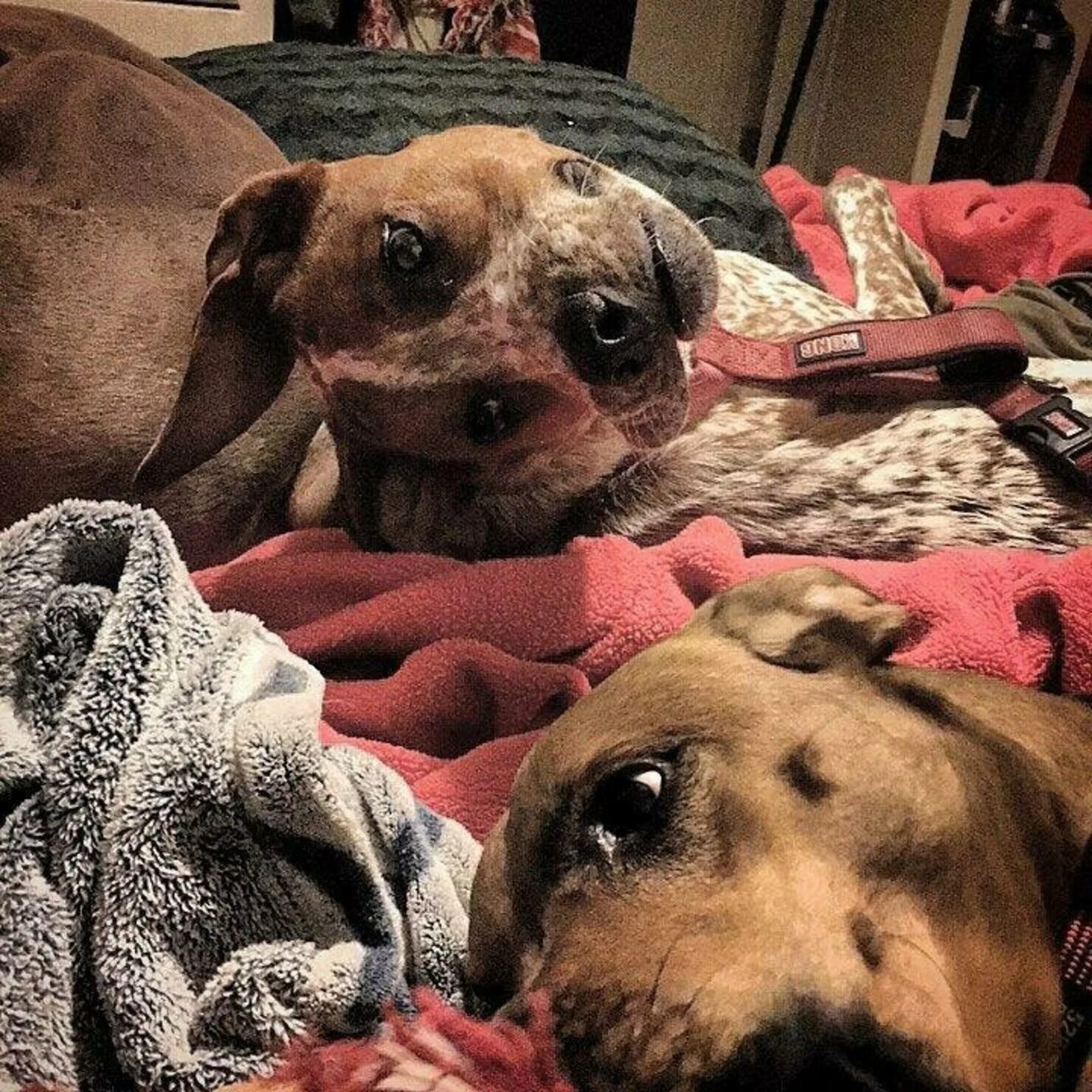 Nothing dog. Nothing dog