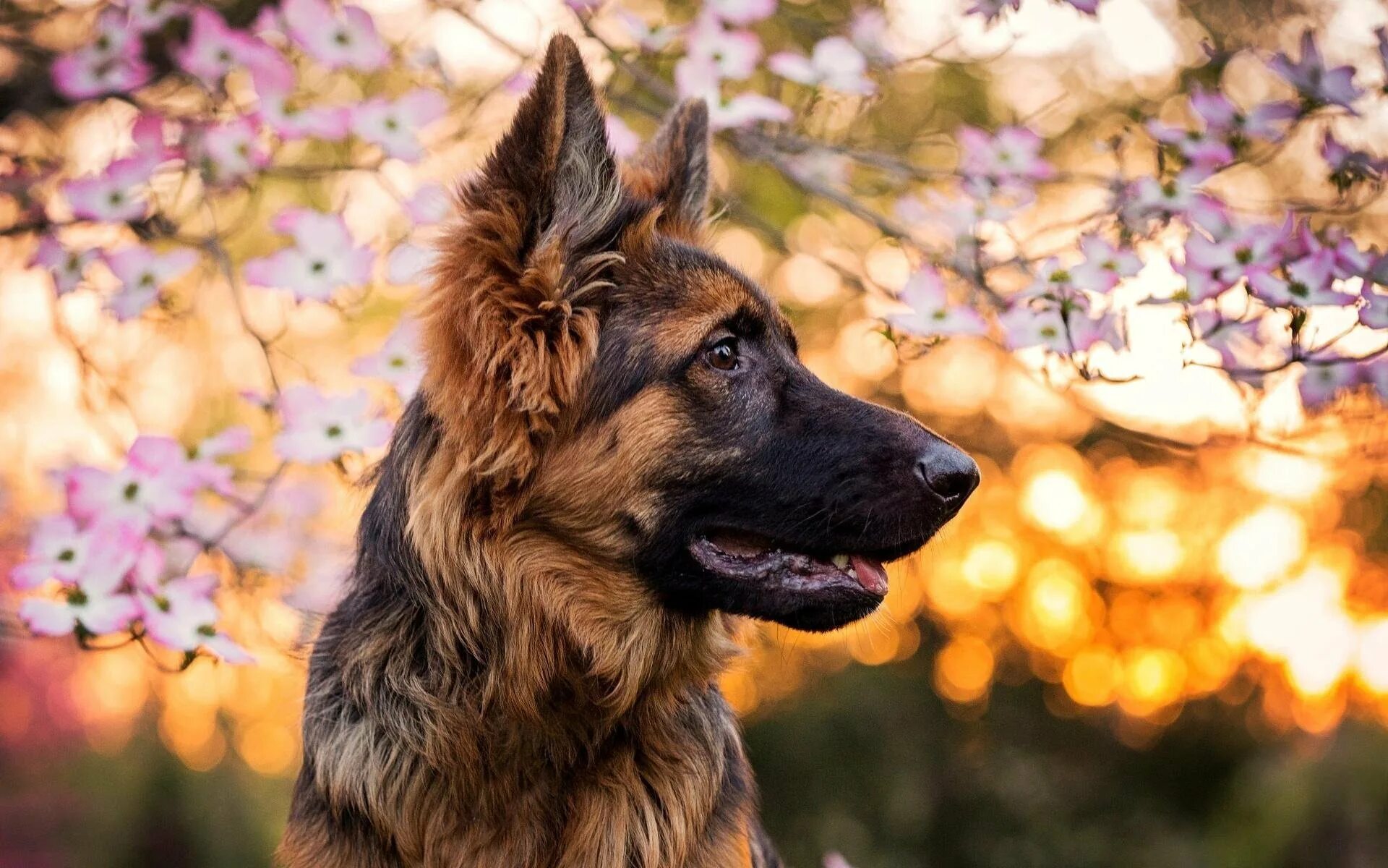 Собака на немецком. Баварская овчарка Shepherd. Немецкая овчарка 4 к. German Shepherd немецкая овчарка. Бельгийская овчарка.