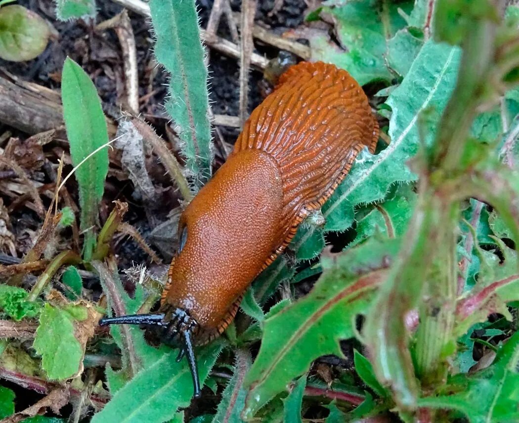 Arion lusitanicus слизняки. Arion vulgaris СЛИЗЕНЬ. . Рыжий СЛИЗЕНЬ (Arion lusitanicus). СЛИЗЕНЬ рыжий Arion Rufus.