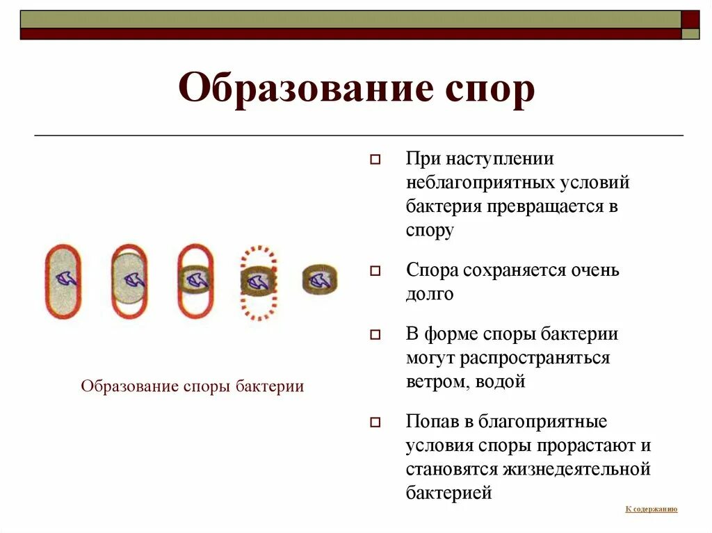 Бактерии образующие споры в неблагоприятных условиях. Образование спор у бактерий 5 класс кратко биология. Как образуются споры у бактерий. Образование спор у бактерий 5 класс биология. Споры бактерий условия образования.