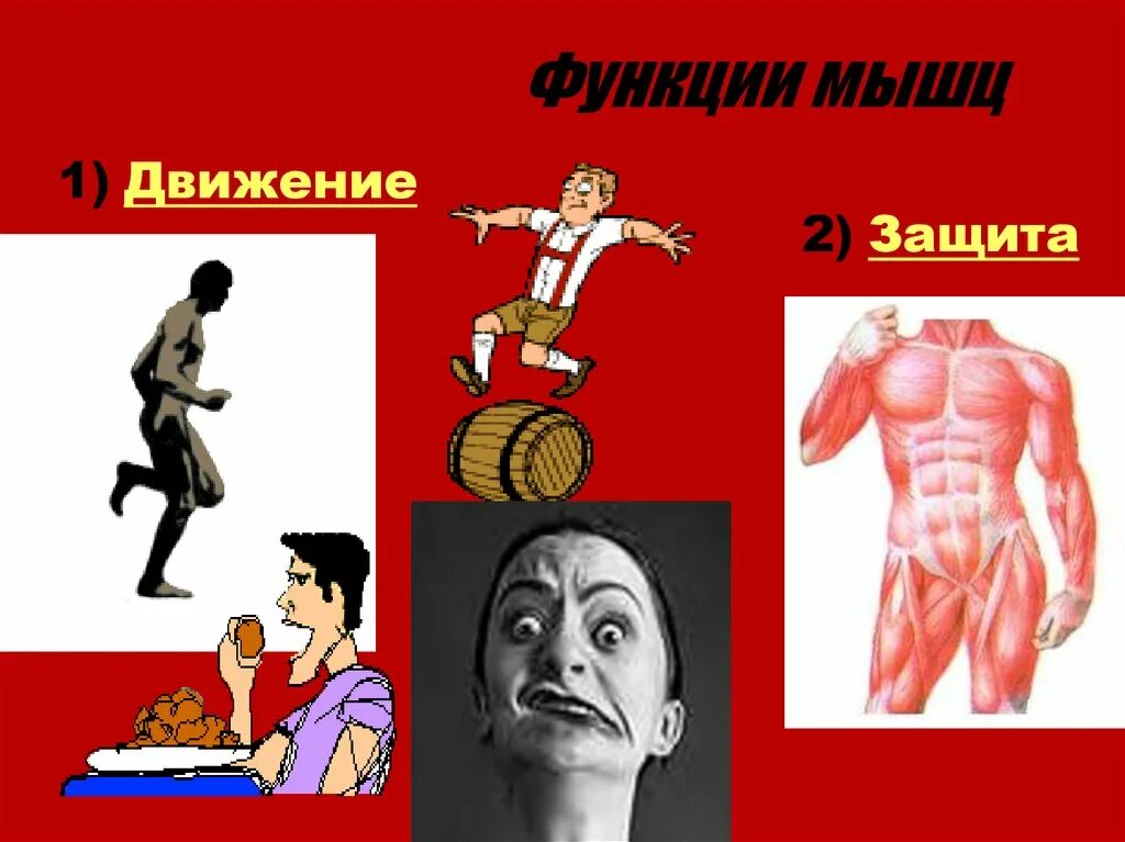 Роль мышцы в движении