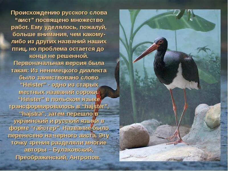 Короткий рассказ о чёрном аисте. Животные красной книги черный аист. Черный аист птица красной книги. Черный аист 2 класс. Текст черный аист основная мысль.