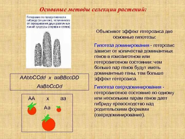 Выбери три верные утверждения об эффекте гетерозиса: найдено 90 картинок