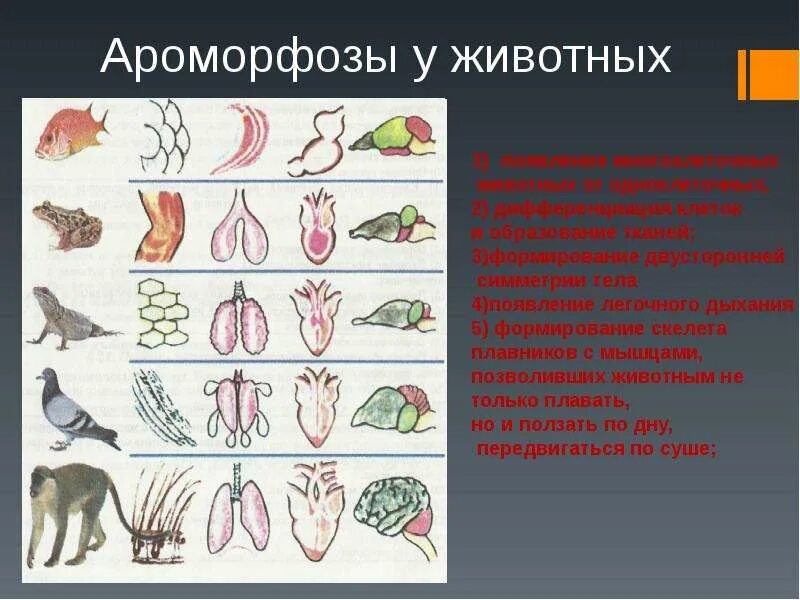 Ароморфозы в эволюции животных. Возникновение многоклеточности ароморфоз. Ароморфозы позвоночных животных. Основные ароморфозы в эволюции многоклеточных животных.