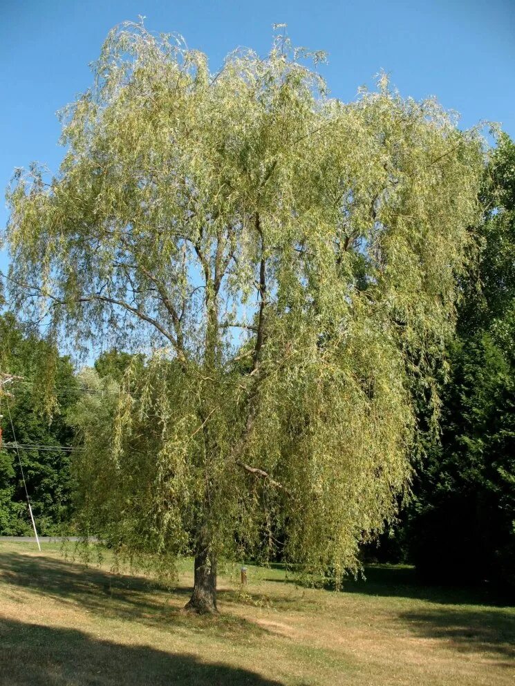 Ветла дерево фото. Ива белая плакучая. ива белая (salix alba). ива белая (ветла) salix alba. salix alba ива плакучая.