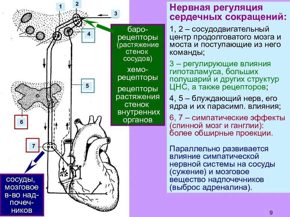 Сосудодвигательный центр продолговатого мозга. Сосудодвигательный центр в спинном мозге. Сосудодвигательный центр гипоталамус. Функции сосудодвигательного центра продолговатого мозга.