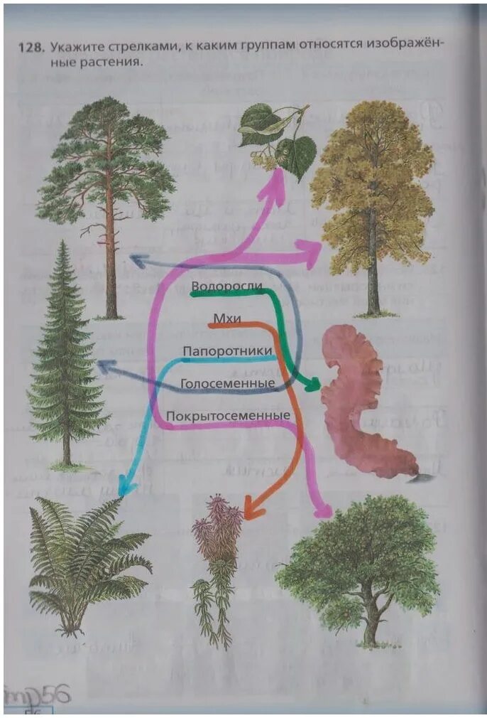 К какой группе относятся изображенные растения. Укажите стрелками к каким группам относятся изображенные растения. Значение растений 5 класс биология. Значение растений в природе и жизни человека 5 класс. Значение растений в жизни человека 5 класс биология.