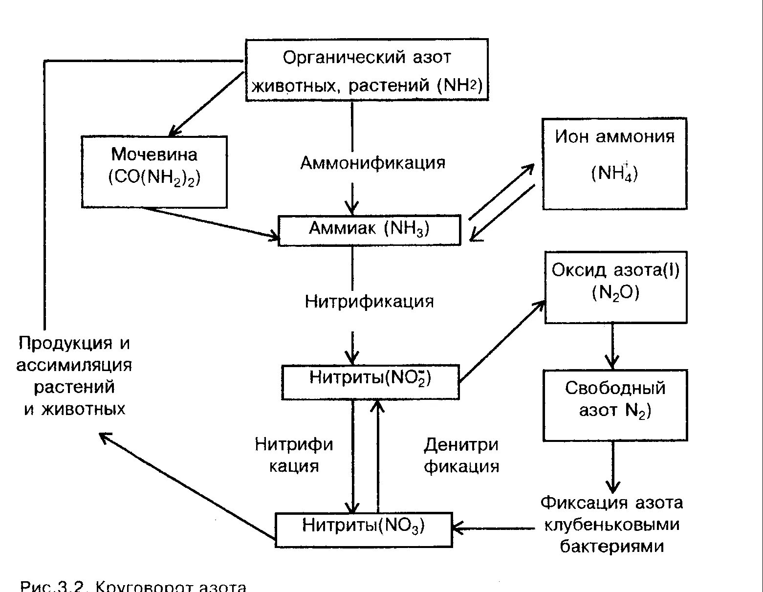 Превращение соединений азота. Круговорот азота (по ф.Рамаду, 1981). Классификация бактерий фиксирующих атмосферный азот схема. Аммонификация в круговороте азота. Классификация бактерий фиксирующих атмосферный азот.