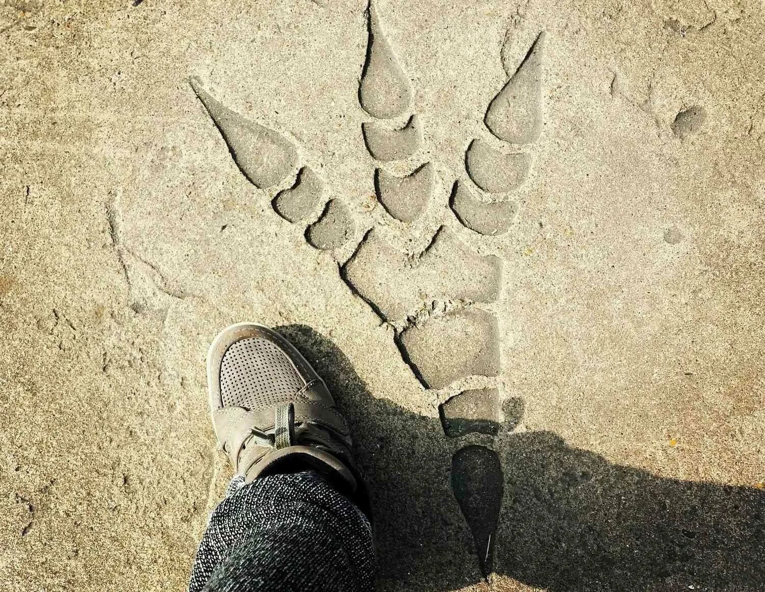 Стихотворение следы на песке. Отпечатки следов динозавров. Фотосъемка следов ног. След в истории тем что. След в истории тем что.