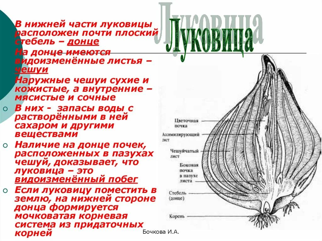 Какую функцию выполняют сухие чешуи. Донце – видоизмененный стебель луковицы?. Строение побега луковицы. Внутреннее строение луковицы.