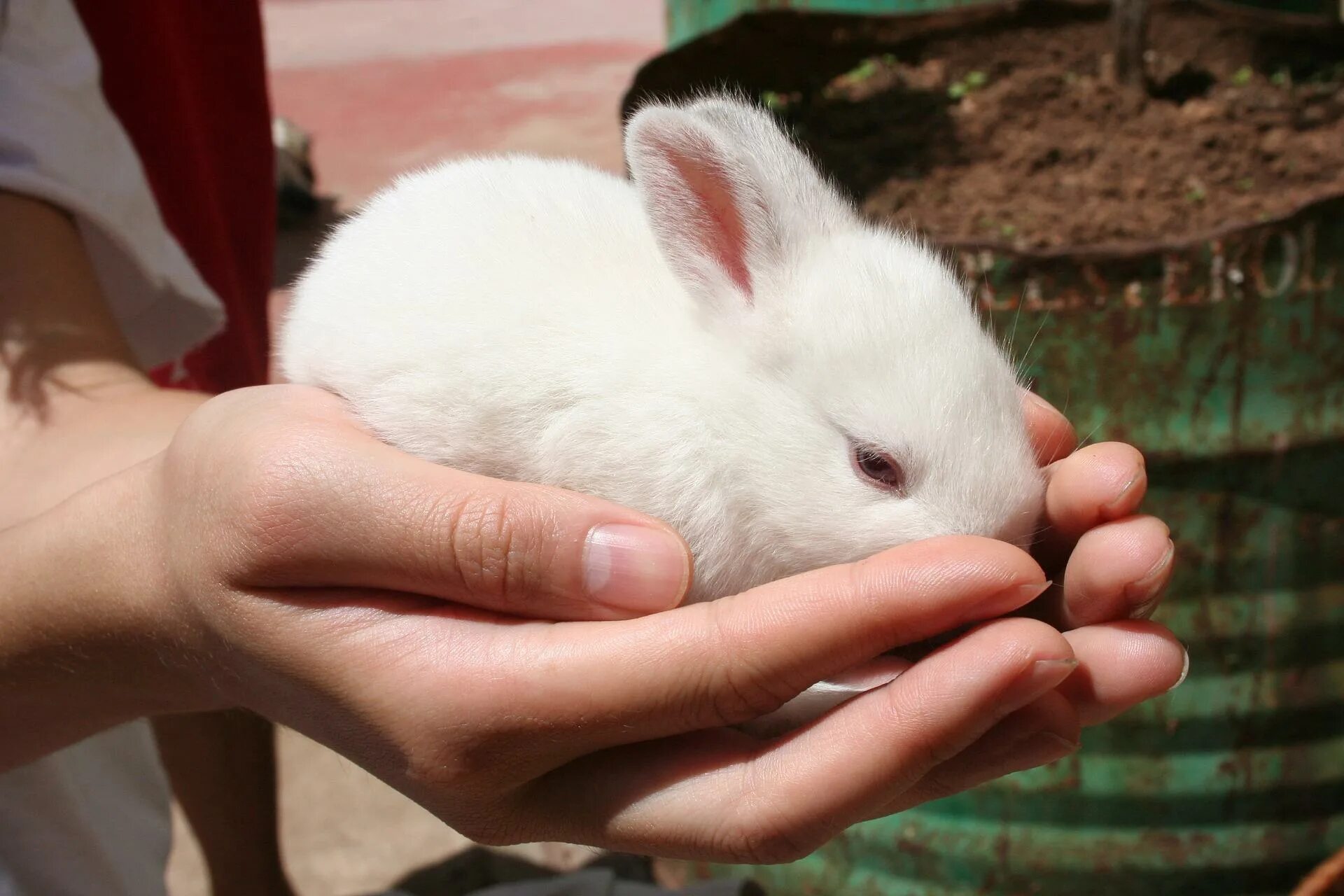 Где сейчас кролик. Декоративный кролик. Ручной кролик. Белый кролик. Кролик на руках.