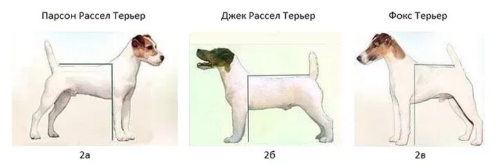 Джек рассел терьер стандарт породы с фотографиями. Джек рассел терьер в 5 месяцев рост и вес. Джек рассел терьер в 3 месяца размеры. Щенки джек рассел терьер размер. Вес джек рассел терьера в 4 месяца.